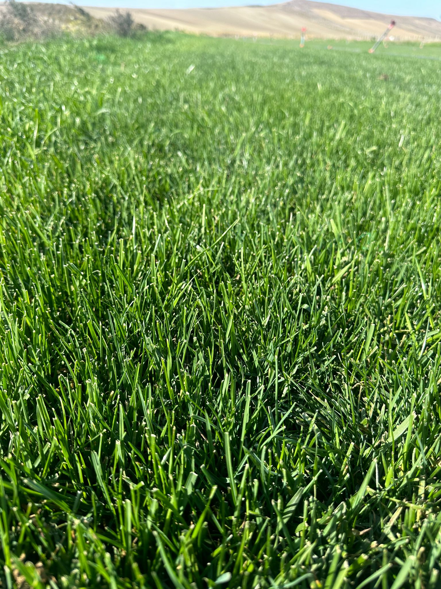 Silivri Hazır Rulo Çim